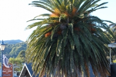palmtree in Akaroa