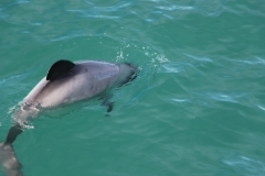 Hectordelfine - die kleinsten ihrer Art
