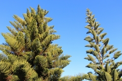 Bäume - sooooo groß!