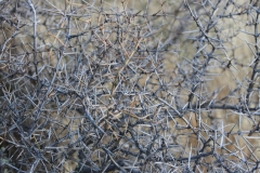 Dornengebüsch - das gibt es überall auf den Inseln