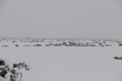 Schafe in Glenntanner