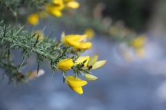 Fast ein bisschen wie Frauenschuh =)