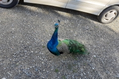 Neugieriger Besucher auf dem Parkplatz am Cape Farewell