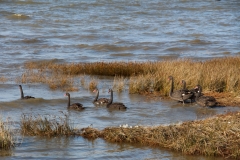 Schwarze Schwäne in der Golden bay