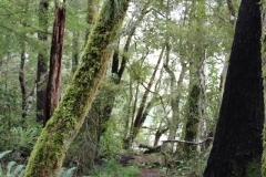 Natural walk am Lake Rotoroa