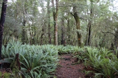 Natural walk am Lake Rotoroa