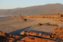 Westport - Strand mit so viel Treibgut!