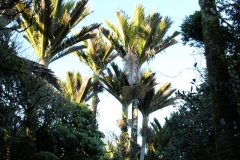 Palmen in der winterlichen Kälte