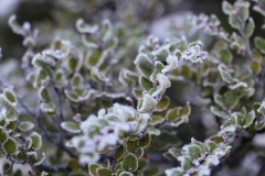 gefrorene Schönheiten