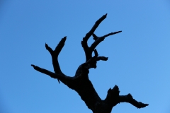 Baum am Arthurs Pass