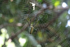 Handtellergroße Spinne in der Kaffeeplantage
