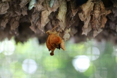 Geschlüpfter Schmetterling...
