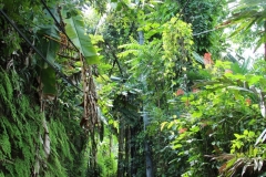 Aufgang zum "Rice-Walk"