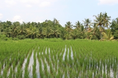 Reisfelder in der Nähe von Ubud