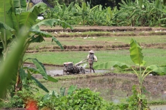nur wenige besitzen Maschinen, um das Reisfeld zu pflügen