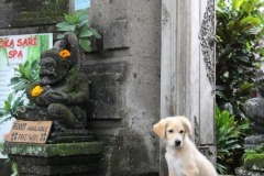 süßester Wachhund von Ubud