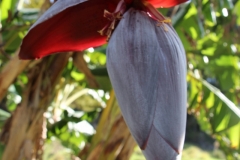 Bananenblüte