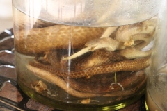 Schlangenwein - uiuiuiuiuiui, hab es nicht probieren können.