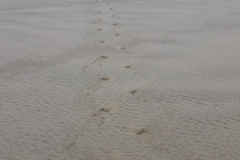 Spuren eines Seelöwen