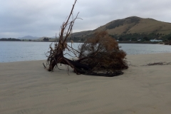 Strandgut in Newhaven