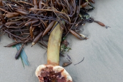 Strandgut in Newhaven