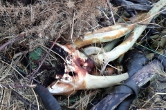 Strandgut in Newhaven