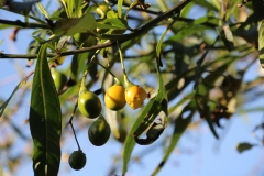 für Pflanzenliebhaber