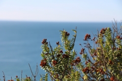 für Pflanzenliebhaber