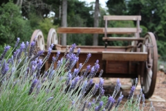 für Pflanzenliebhaber