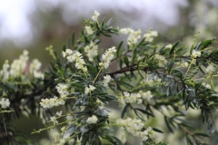 für Pflanzenliebhaber