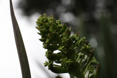 für Pflanzenliebhaber