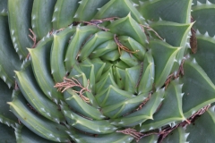 für Pflanzenliebhaber