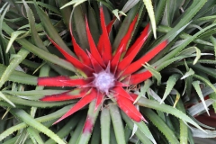 für Pflanzenliebhaber