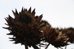 für Pflanzenliebhaber