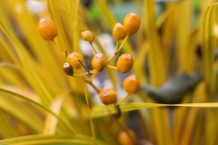 für Pflanzenliebhaber