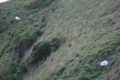 zwei Albatrossküken