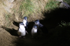 blue penguins