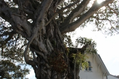 Morton Bay Fig Tree (Ficus mactophillia) - 250 Jahre alt