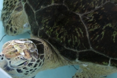 Bskterienbefall (besonders am Auge sichtbar)