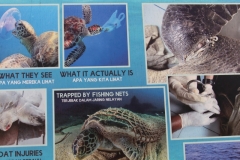 1000 Gründe, die die Schildkröten gefährden