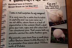 Manukura ist kein Albino