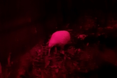 Manukura, die weiße Kiwidame