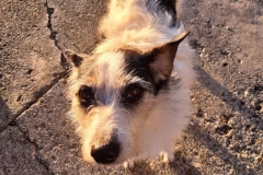 Pips, Campingplatzbesucher