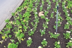 Seitenstreifen mit Petersiie in Wellington - großartige Idee!