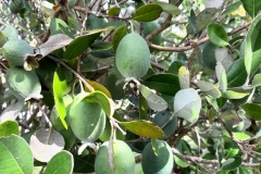 Feijoa am Busch