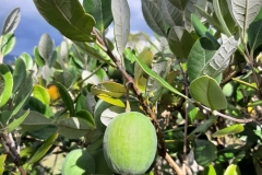 Feijoa