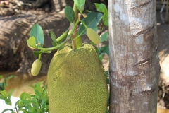 Jackfruit