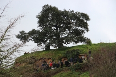 Die Eiche über dem Zuhause Bilbo Beutlins. Mittlerweile ist dieser Baum komplett aus Plastik. Grund dafür: für die HdR-Filme wurde die Eiche in dieser Größe umgesetzt; als Jahre später der Hobbit gedreht wurde, war die Originaleiche eingegangen, wurde aber in der gleichen Form wieder gebraucht. Lösung: Plastikbaum