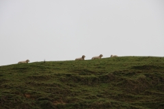 Wie gesagt: das Filmset steht inmitten einer Farm.