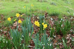 der Frühling grüßt